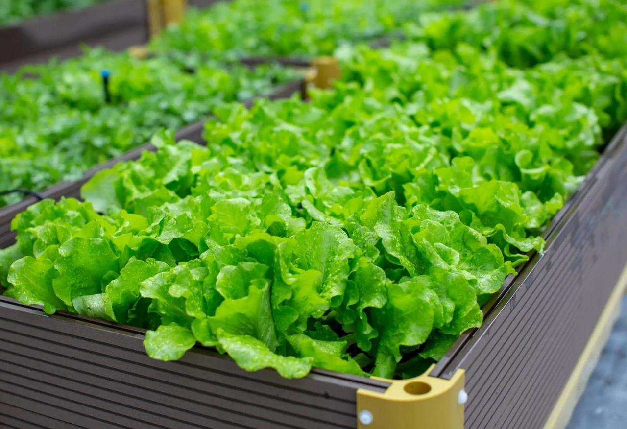 The Fullerton Ocean Park Hotel Hongkong Buitenkant foto Lettuce grown in a greenhouse